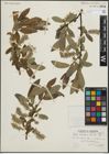 Foto von Salix maccalliana Rowlee